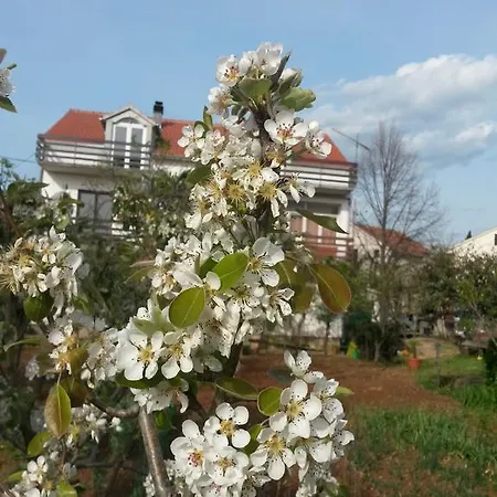 Ruzica Sukosan